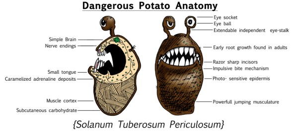 Dangerous-Potato-Anatomy